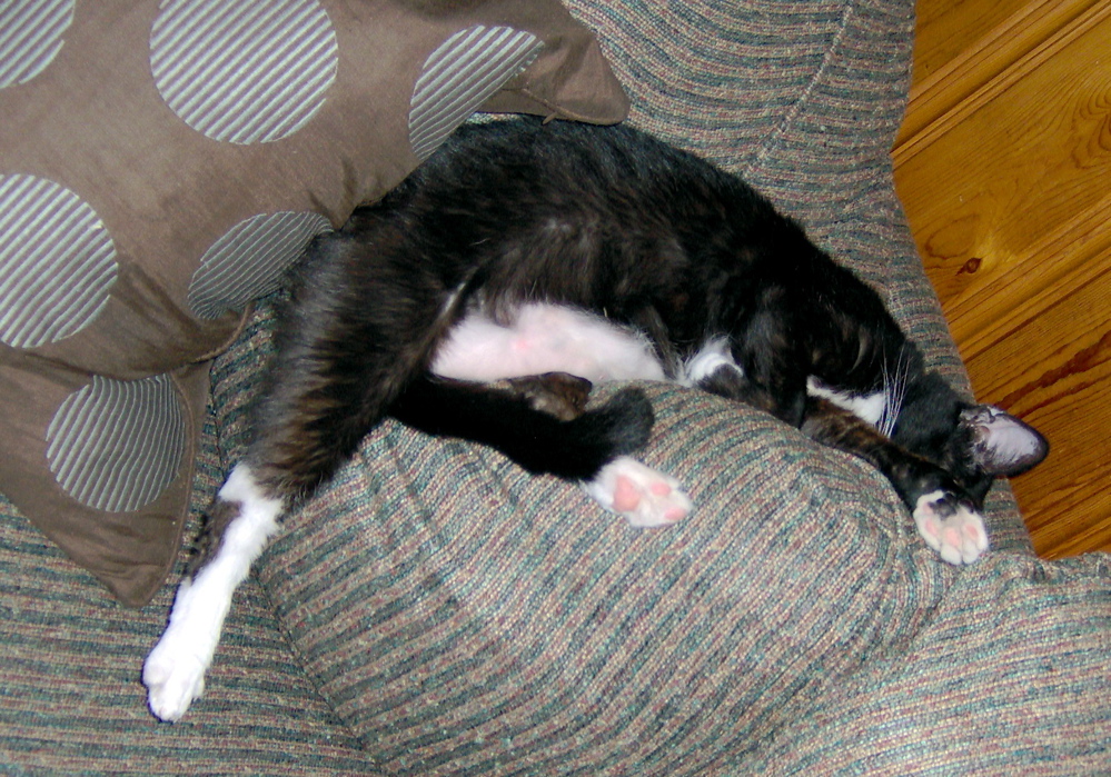 tipper relaxed on couch
